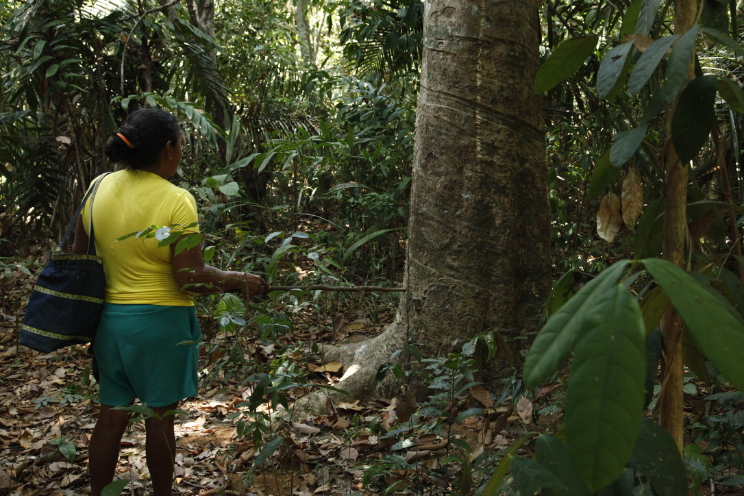Moradora da comunidade mostrando uma árvore na floresta
